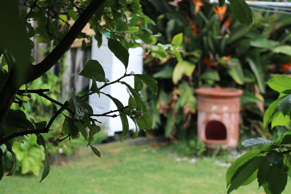 Local beekeeping in Melbourne