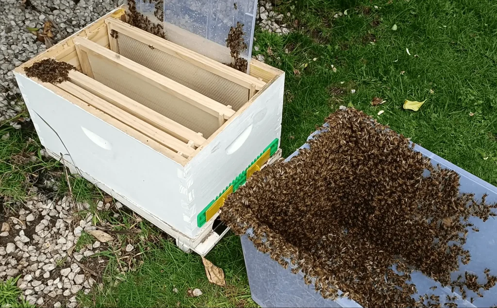A swarm of bees installation into a Langstroth beehive box.
