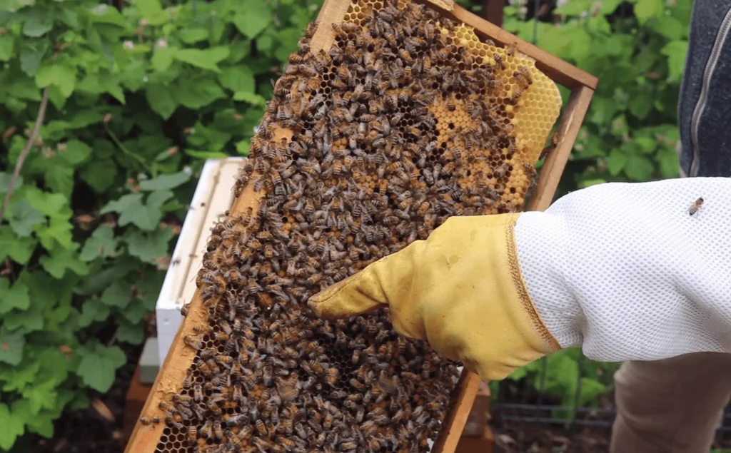 Marked young queen bee with brood and bees.