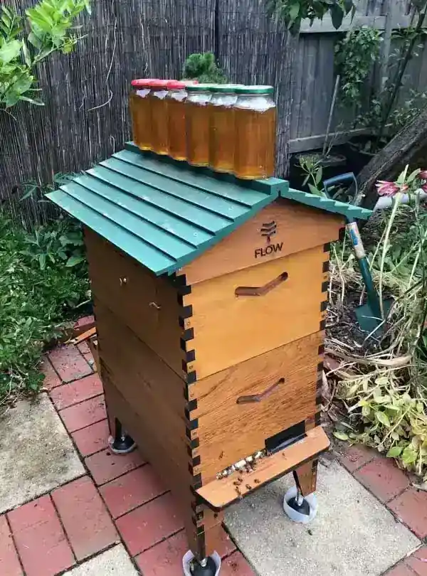 Flow hive with bees and collected honey in jars.